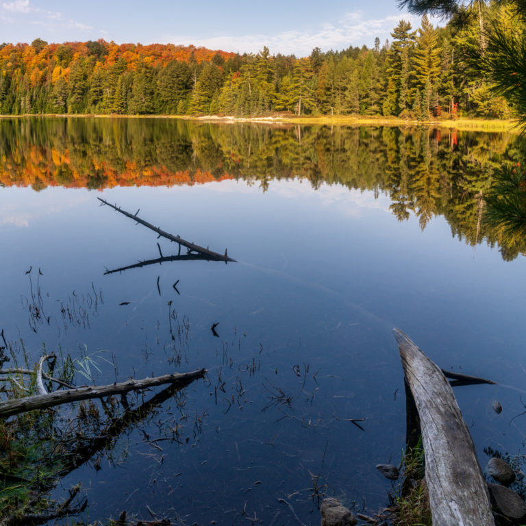 Curved Tree in Lake