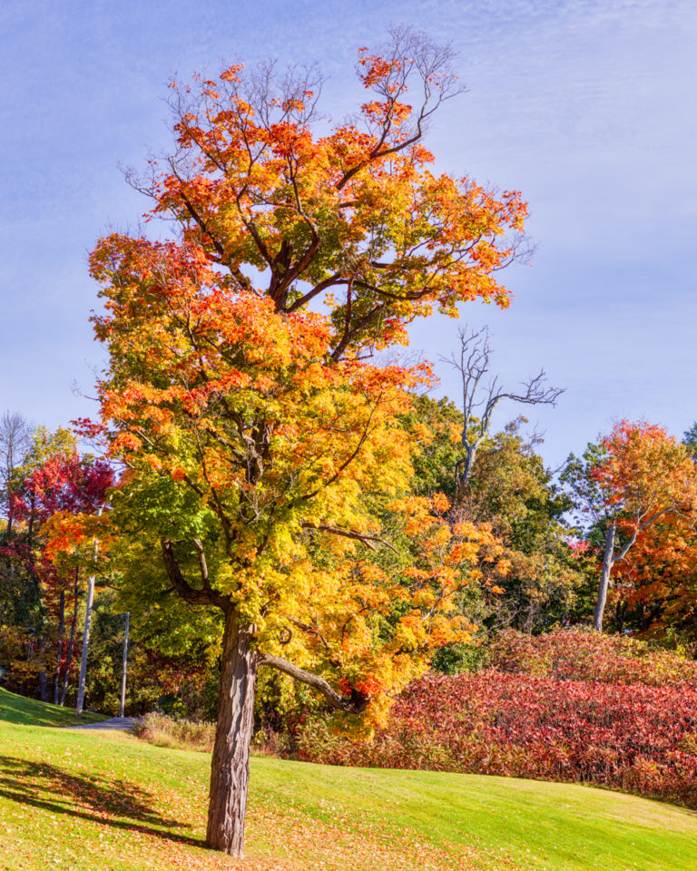 Colorful Tree on Hill