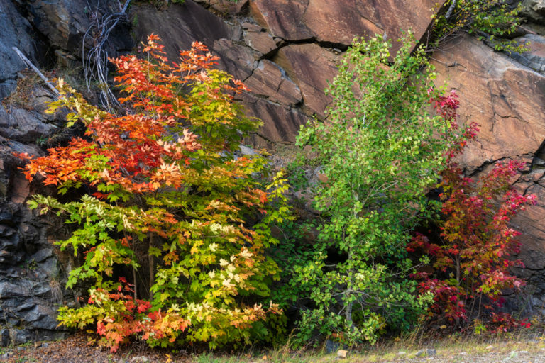 Stone and Fall Color 02