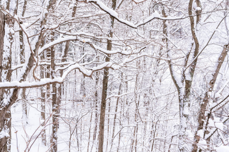 Up in the Trees and Fresh Snow