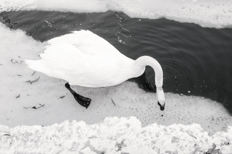 Swan and Ice