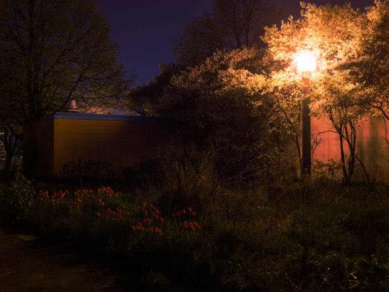 Urban Garden at Night
