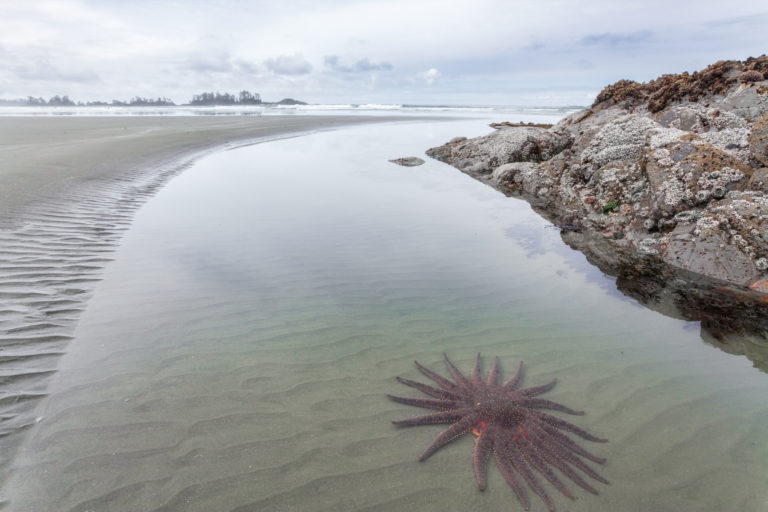 Sea Star and Beach