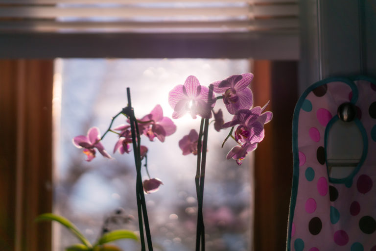 Orchid in the Kitchen