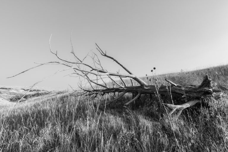 Fallen Tree in Field Black and White