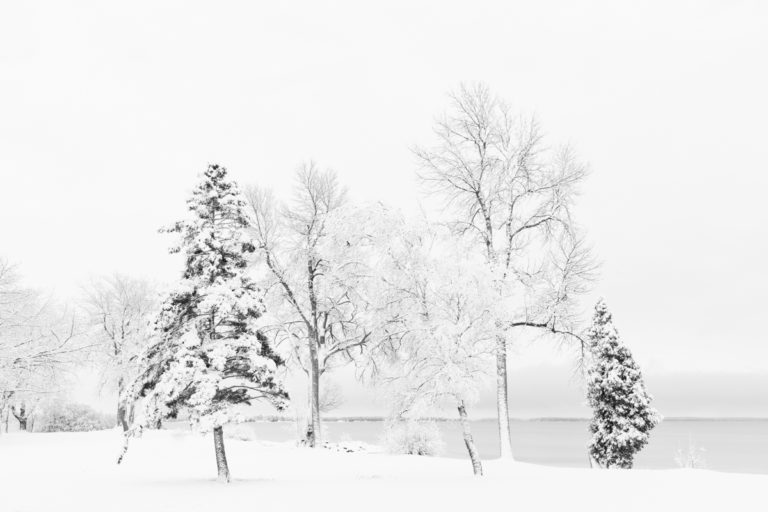 Snow Covered Trees and Bay