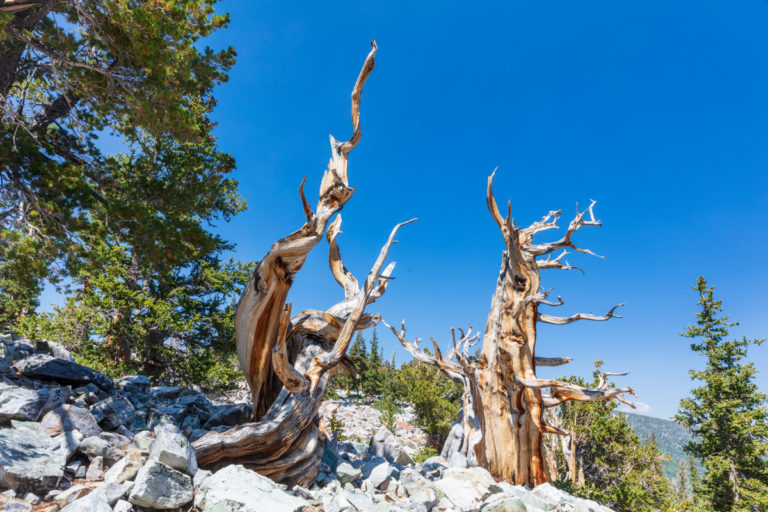 Ancient Trees and Blue Sky