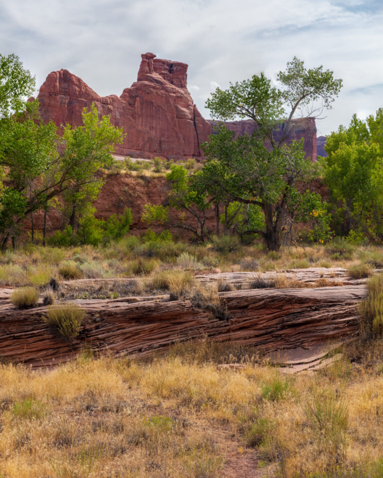 Trees and Stone at Arches