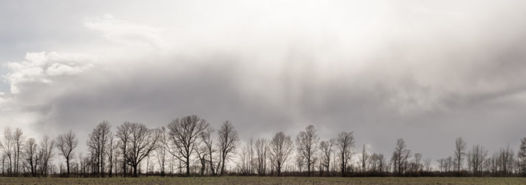 Trees and Clouds