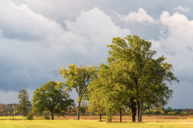 Trees and Clouds 02
