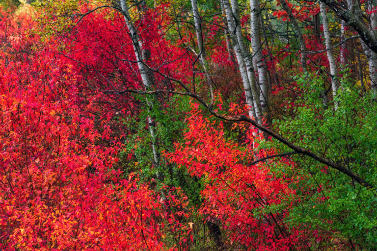 Colorful Forest Layers
