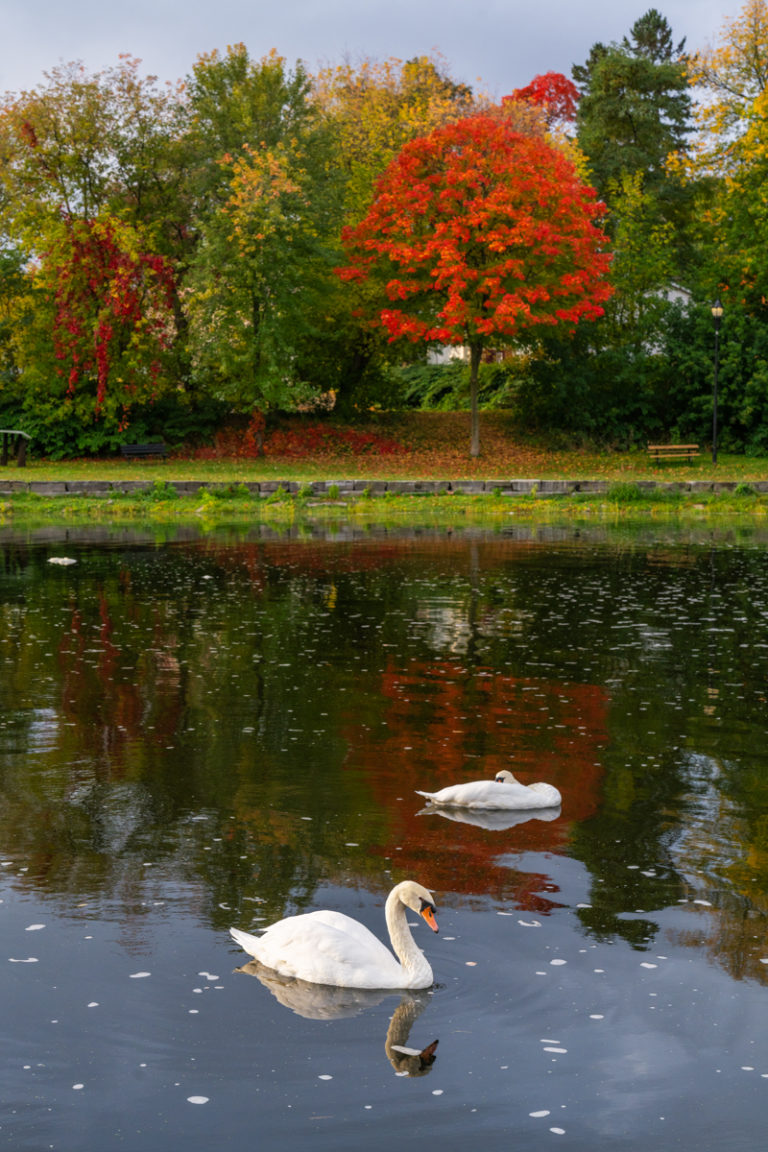 Swans and Fall Color