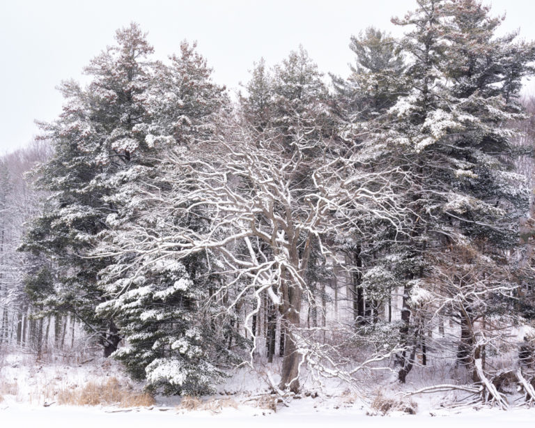 Snow Covered Tree and Forest