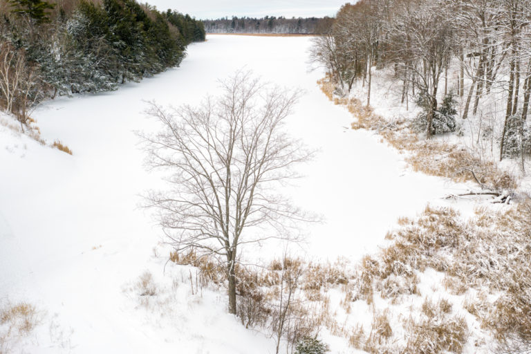 Tree and Frozen Creek