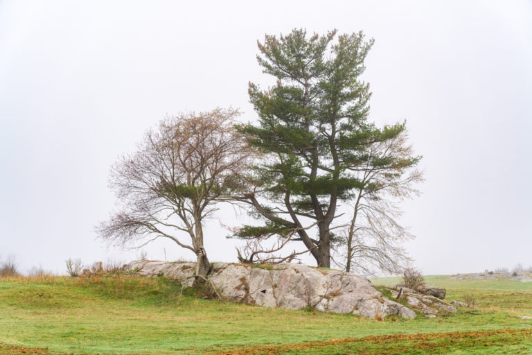 Trees and Stone in Fog