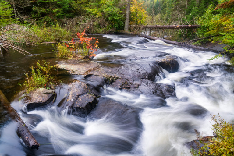 Flowing Water and Fallen Trees