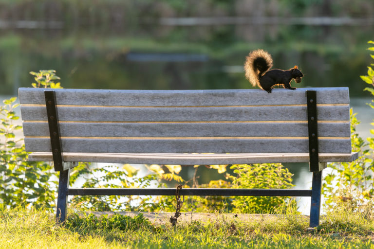 Squirrel and Nut