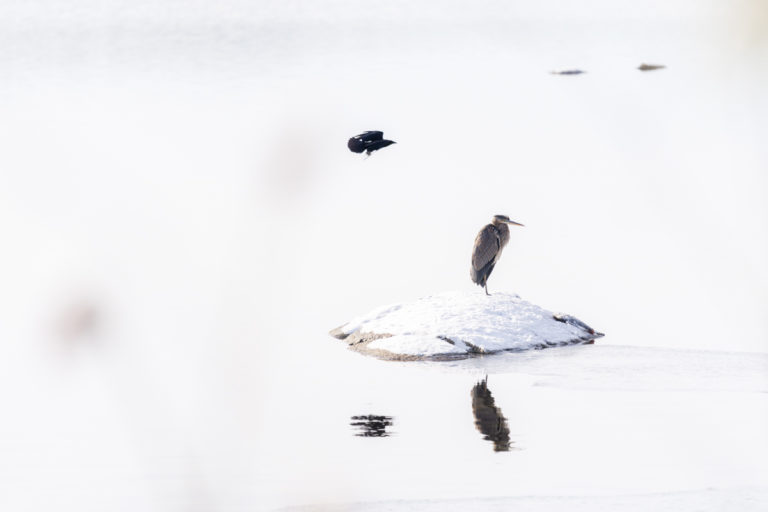 Crow Dive Bombing Heron