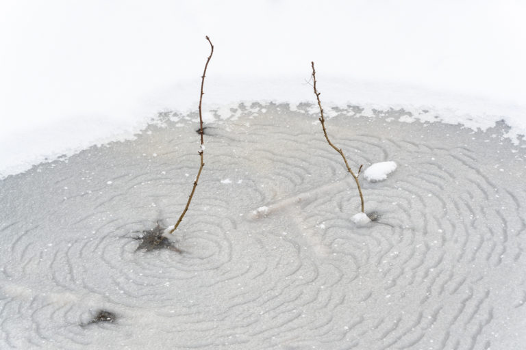 Twigs in the Ice