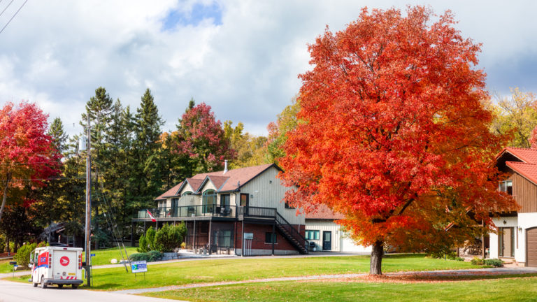 Postal Vehicle and Vibrant Tree