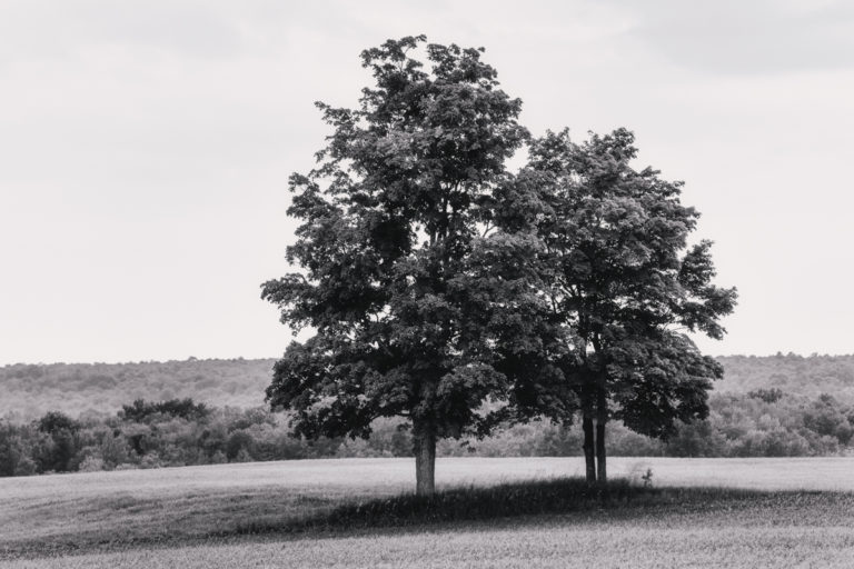 Three Trees in a Field