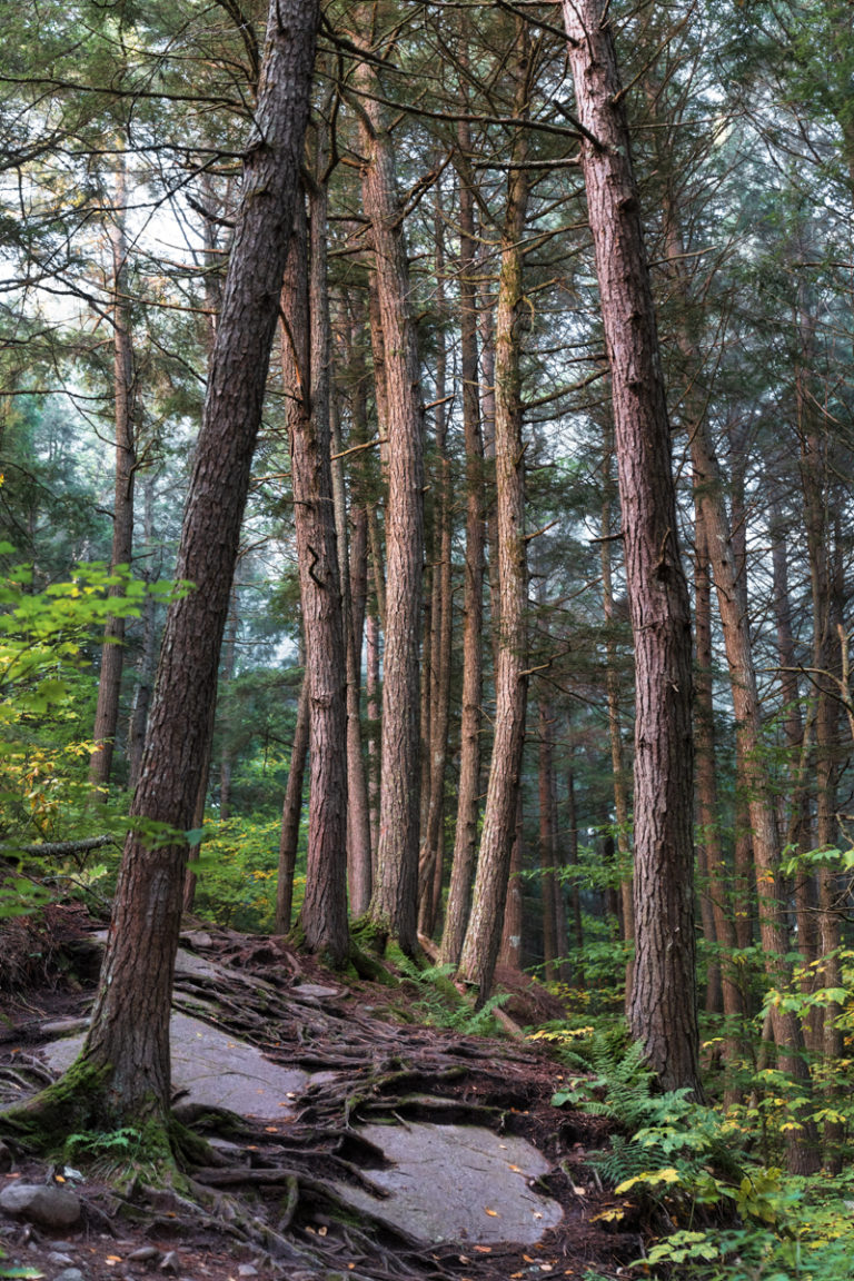 Trees and Roots Deep in the Forest