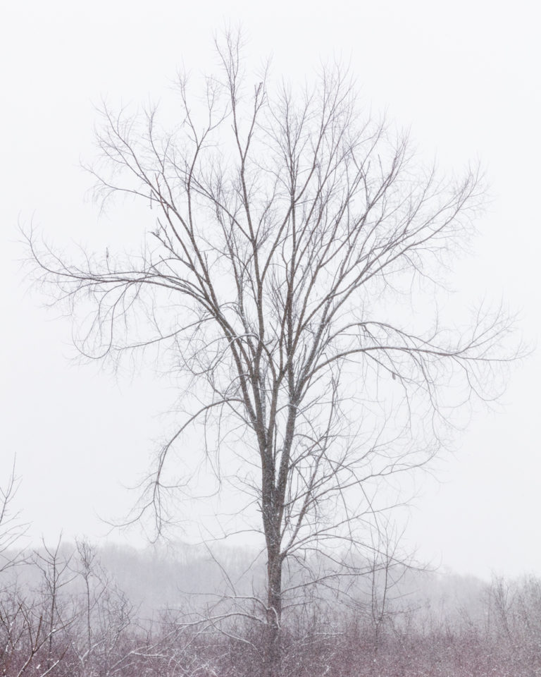 Lone Tree in the Snow 03