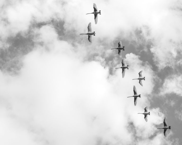 Swans Flying Overhead