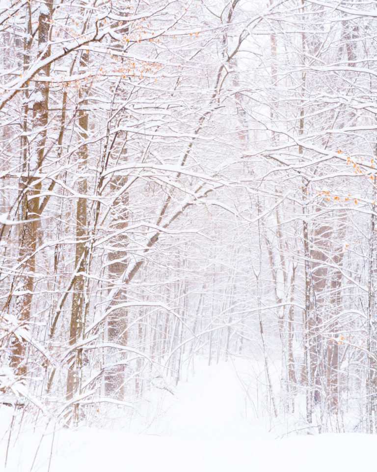 Path in the Forest with Fresh Snow