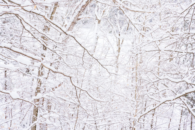 In The Trees with Fresh Snow