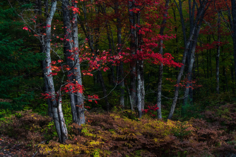 Edge of Forest Fall Color
