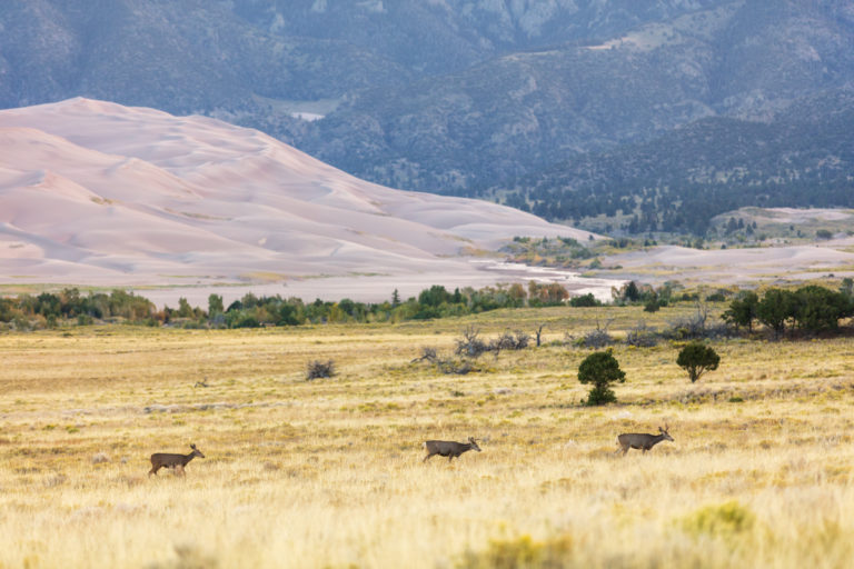 Dune Deer