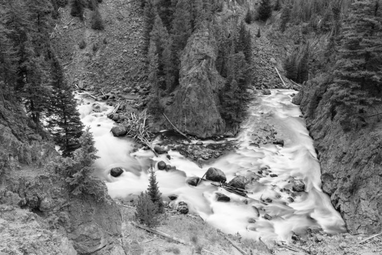 Black and White Wilderness