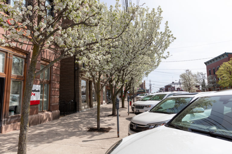 White Blossoms and White Cars