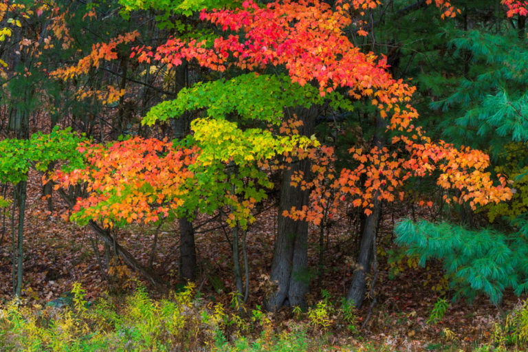 Autumn’s Edge: A Vibrant Tapestry of Color