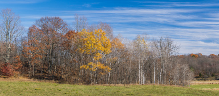 Autumn Standout