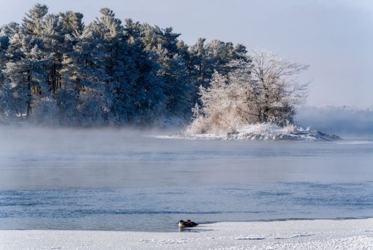 Frosty Friends: Two Birds Brave the Cold