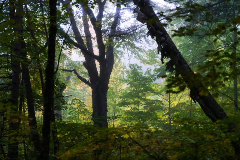 Mystical Forest