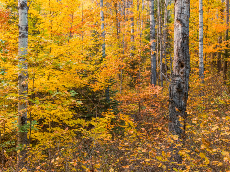 Golden Algonquin