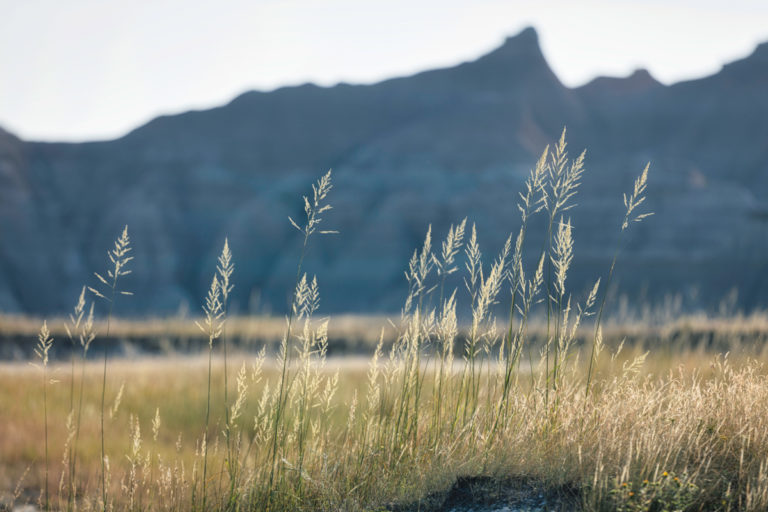 Delicate Grass with Blurred Mountain