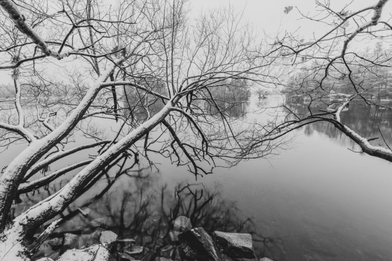 Frozen in Time: Trees Over Still Water