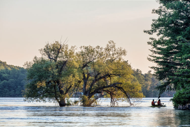 Paddling Past Submerged Tree