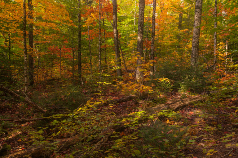 Autumn’s Orange Oasis