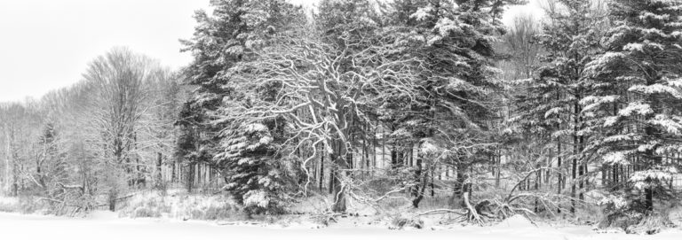 Frozen River Woods