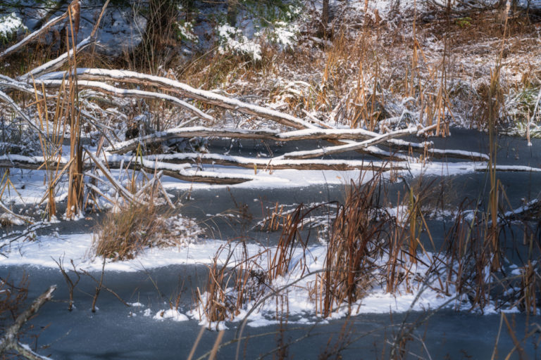 Winter Wonderland at the Pond’s Edge