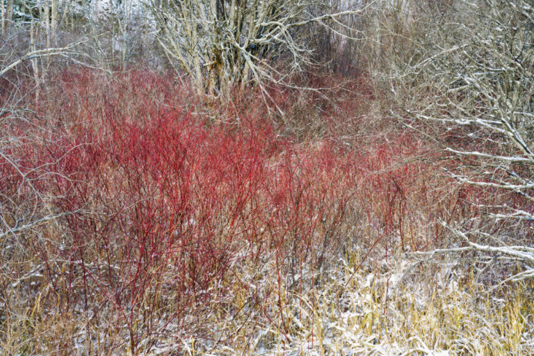 Winter’s Crimson Beauty