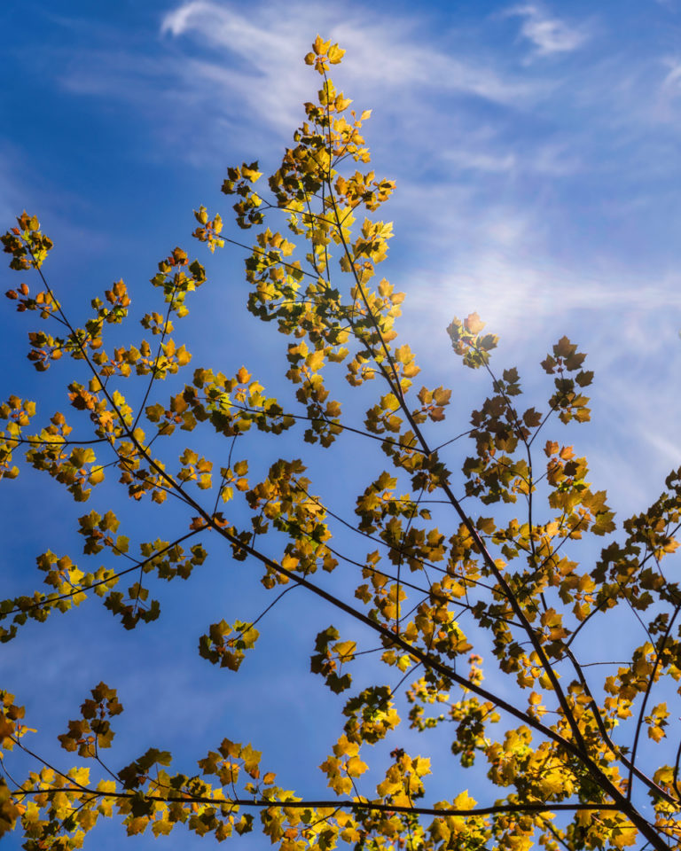 Translucent Veil of Leaves