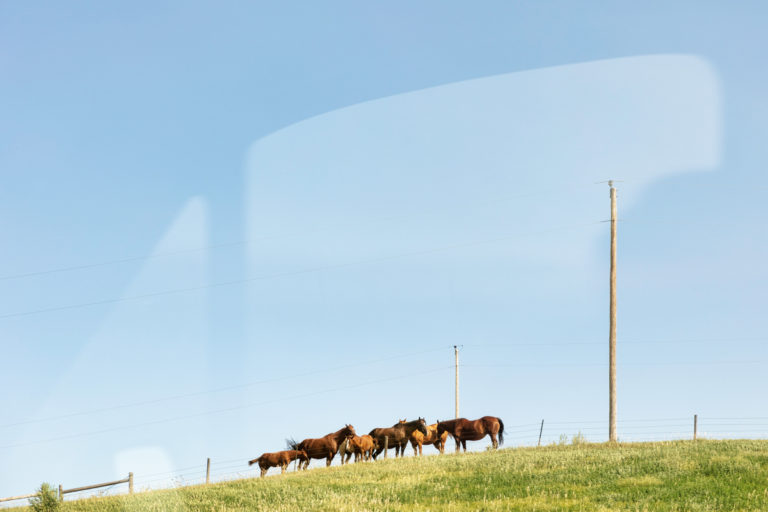 Horses Out The Window
