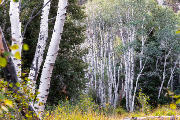 Whispers of Birch