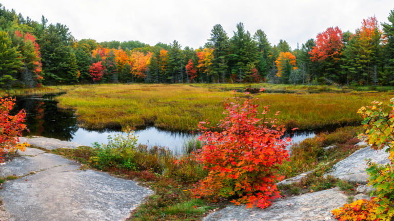 Fiery Autumn